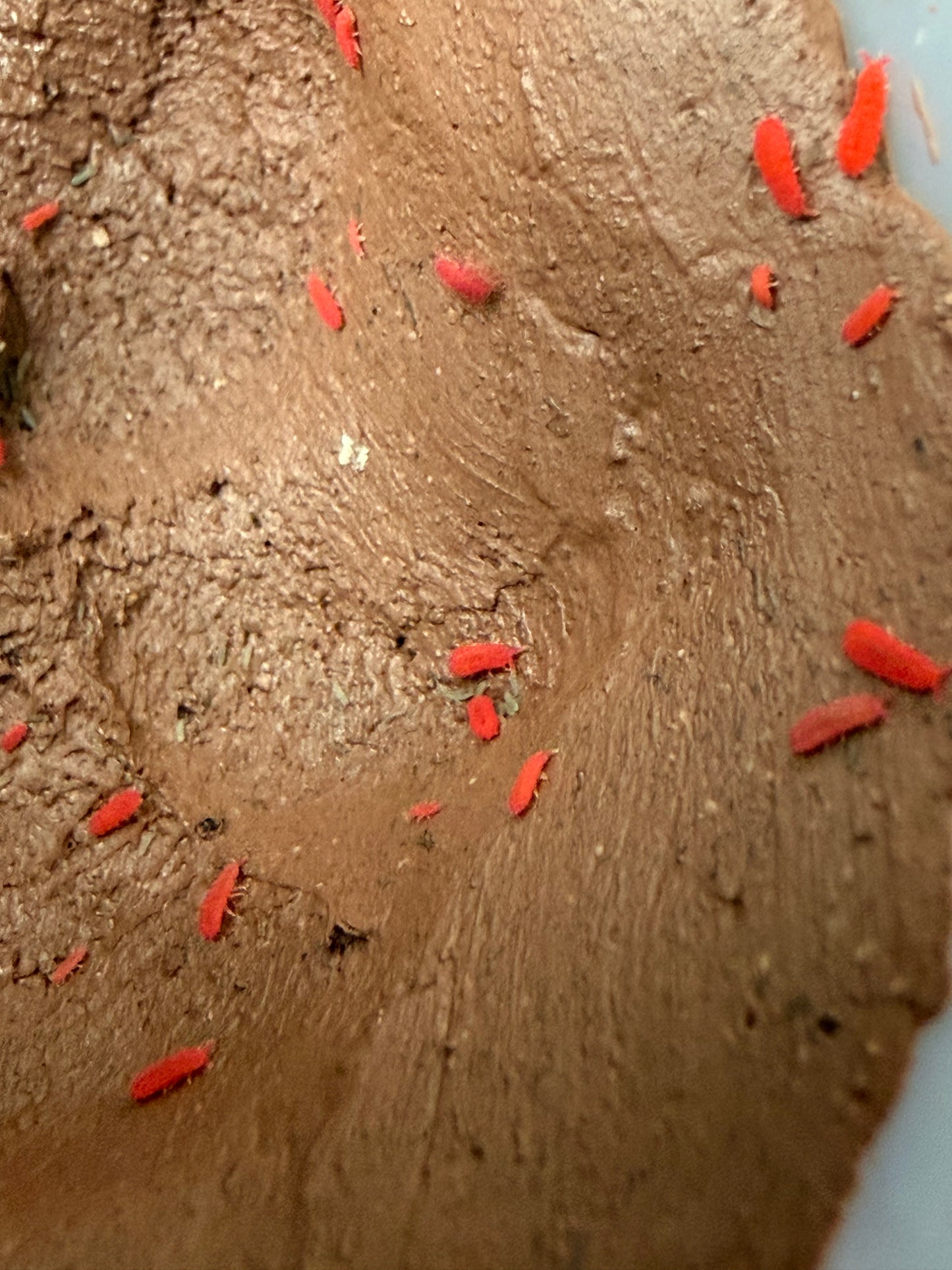 Lobella sp. "Thai red" springtails