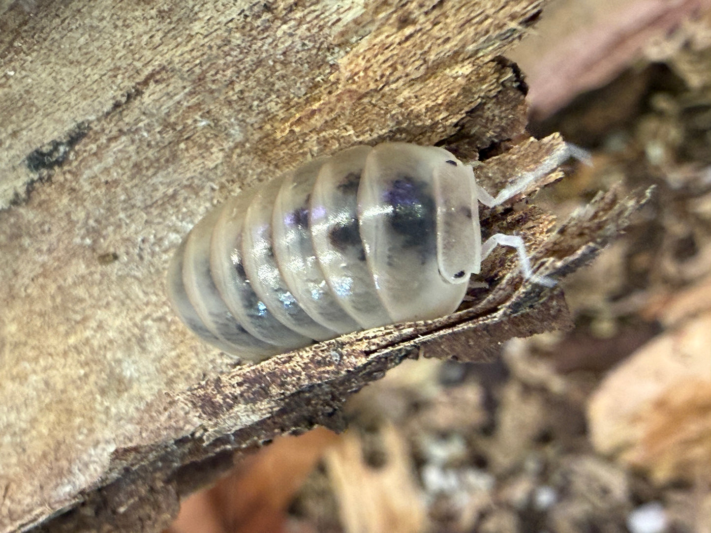 Armadillo officinalis “Dalmatian” isopods
