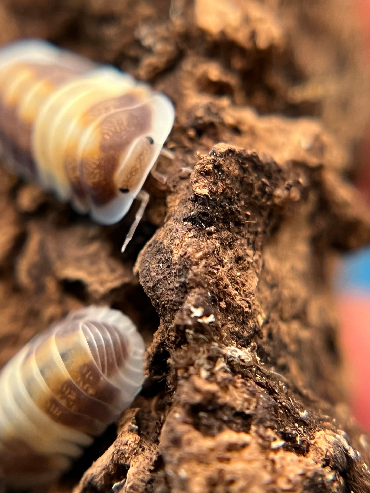 Cubaris sp. "cappuccino" isopods (10+ count)