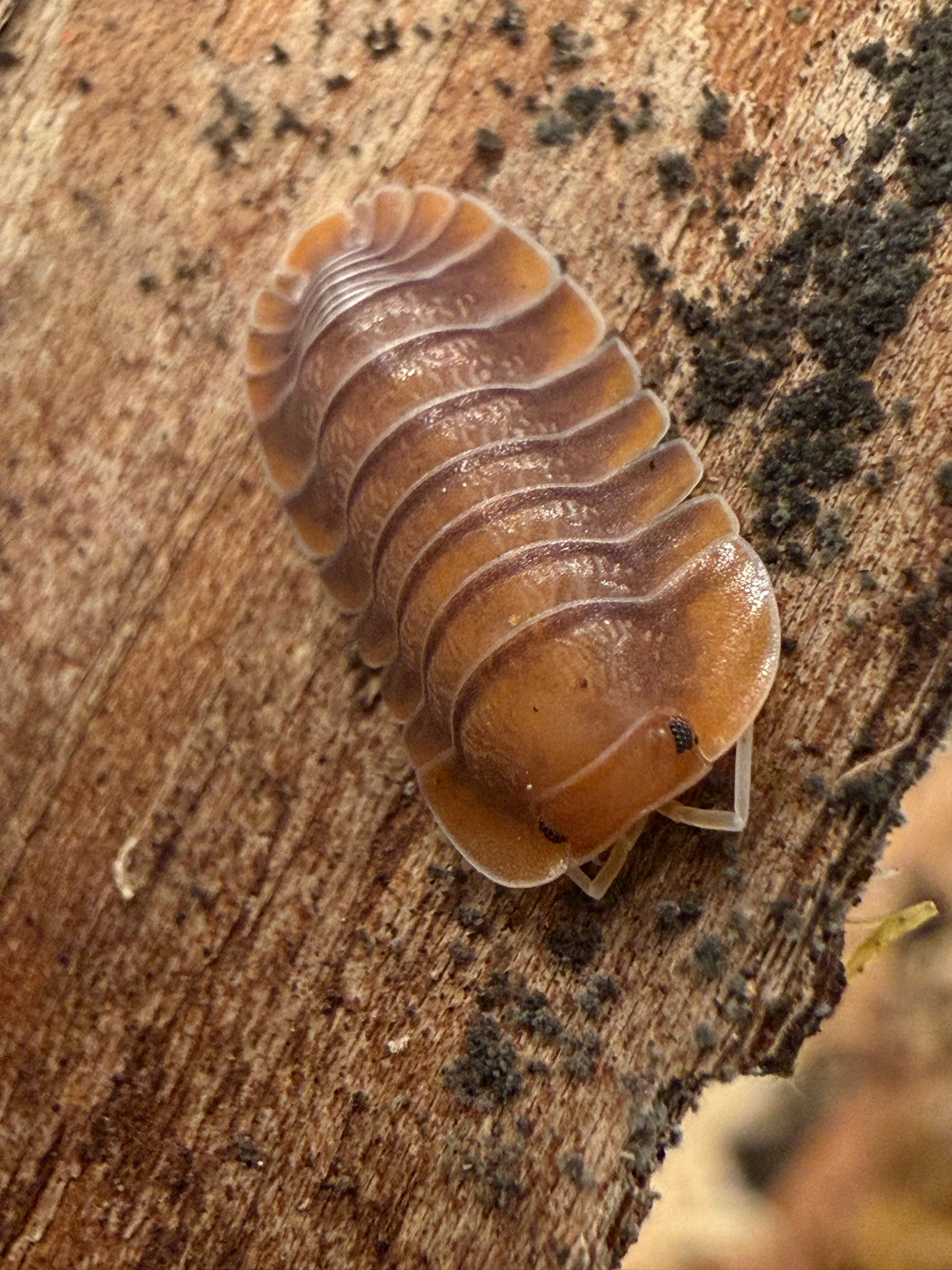 Troglodillo sp. “sunset” isopods AFTER SHOW DEAL