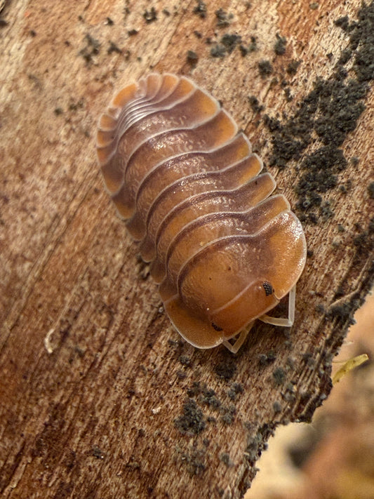 Troglodillo sp. “sunset” isopods (10+ count)
