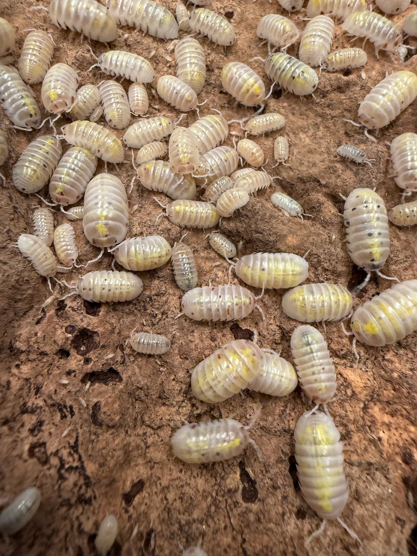 Armadillidium vulgare “American magic potion” isopods (12+ count)
