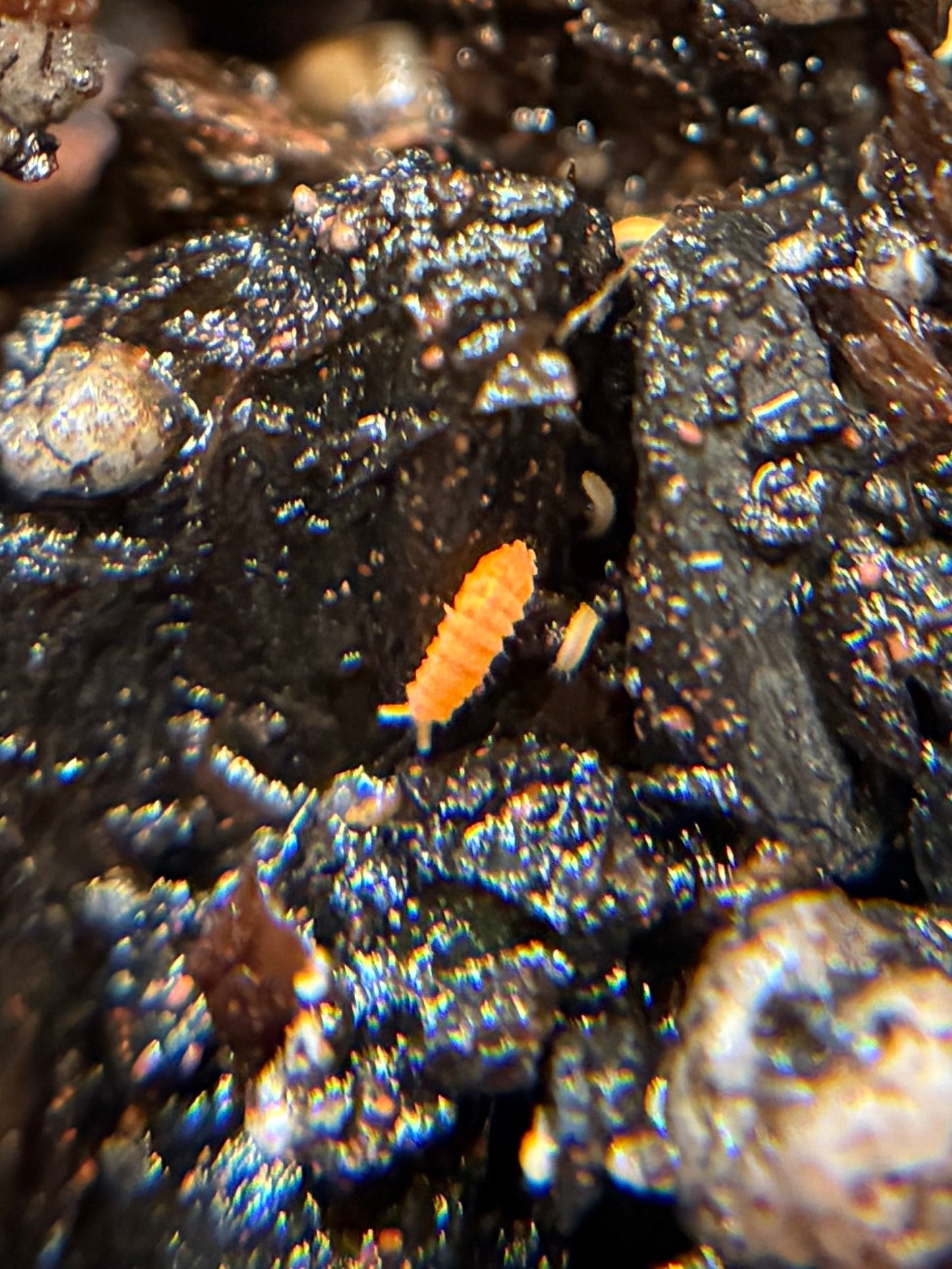 Yuukianura Aphoruroides "Orange springtails"