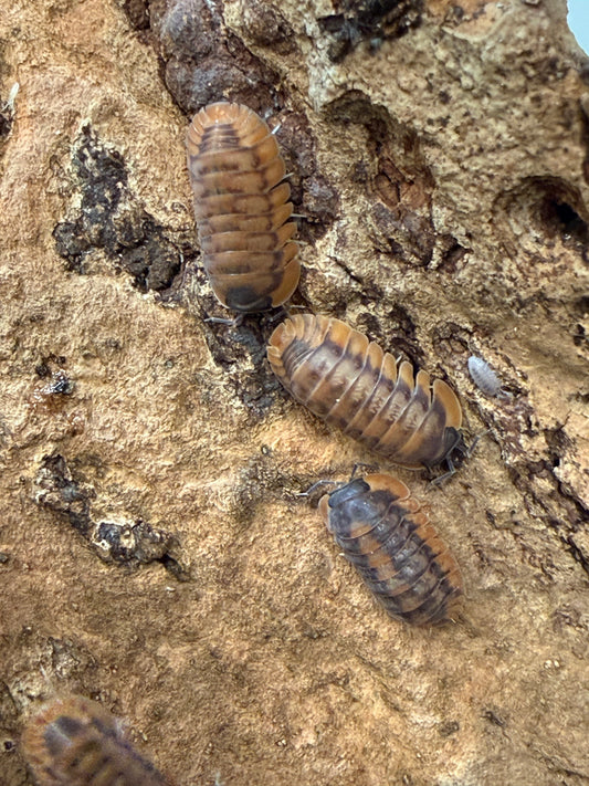 Cubaris. sp. "Red Tiger" isopods (10+ count)