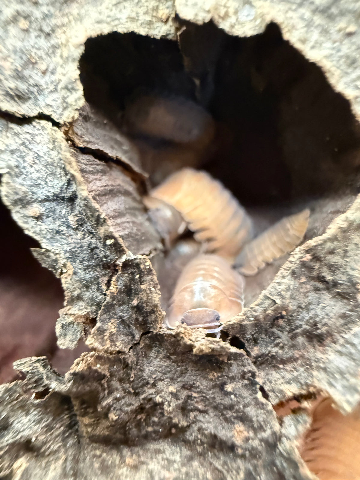 Caribodillo martinicensis isopods