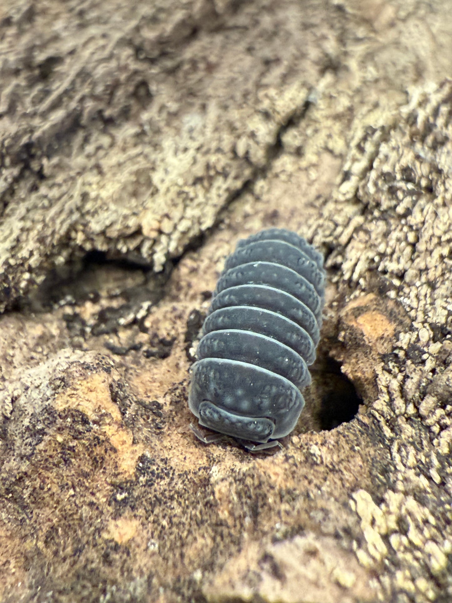 Armadillo tuberculatus isopods (10+ count)