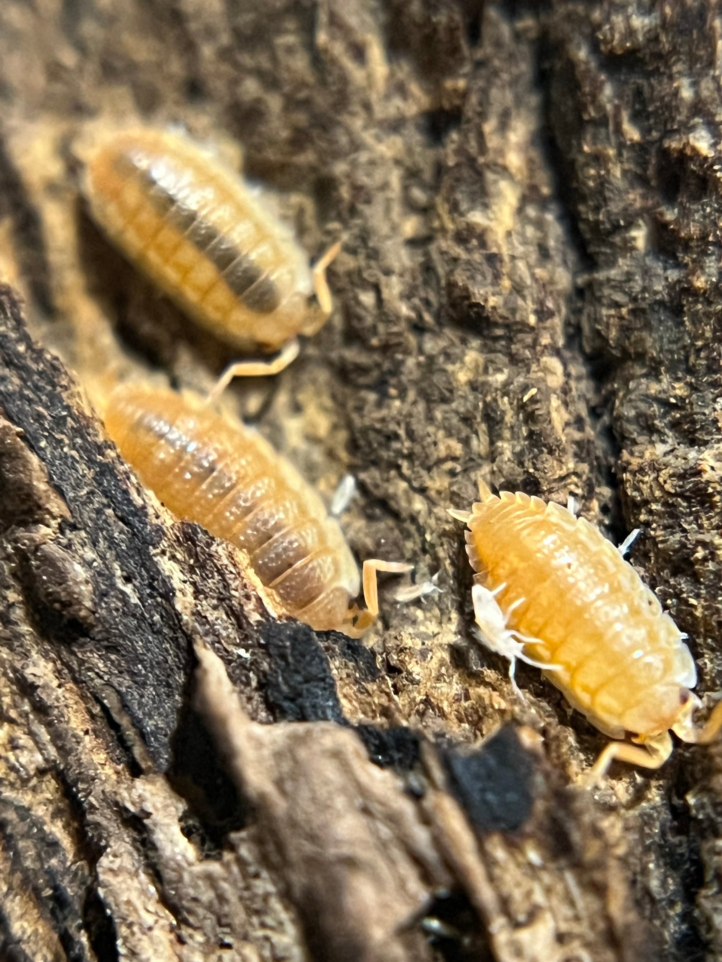 Porcellio scaber "orange ember" isopods AFTER SHOW SALE