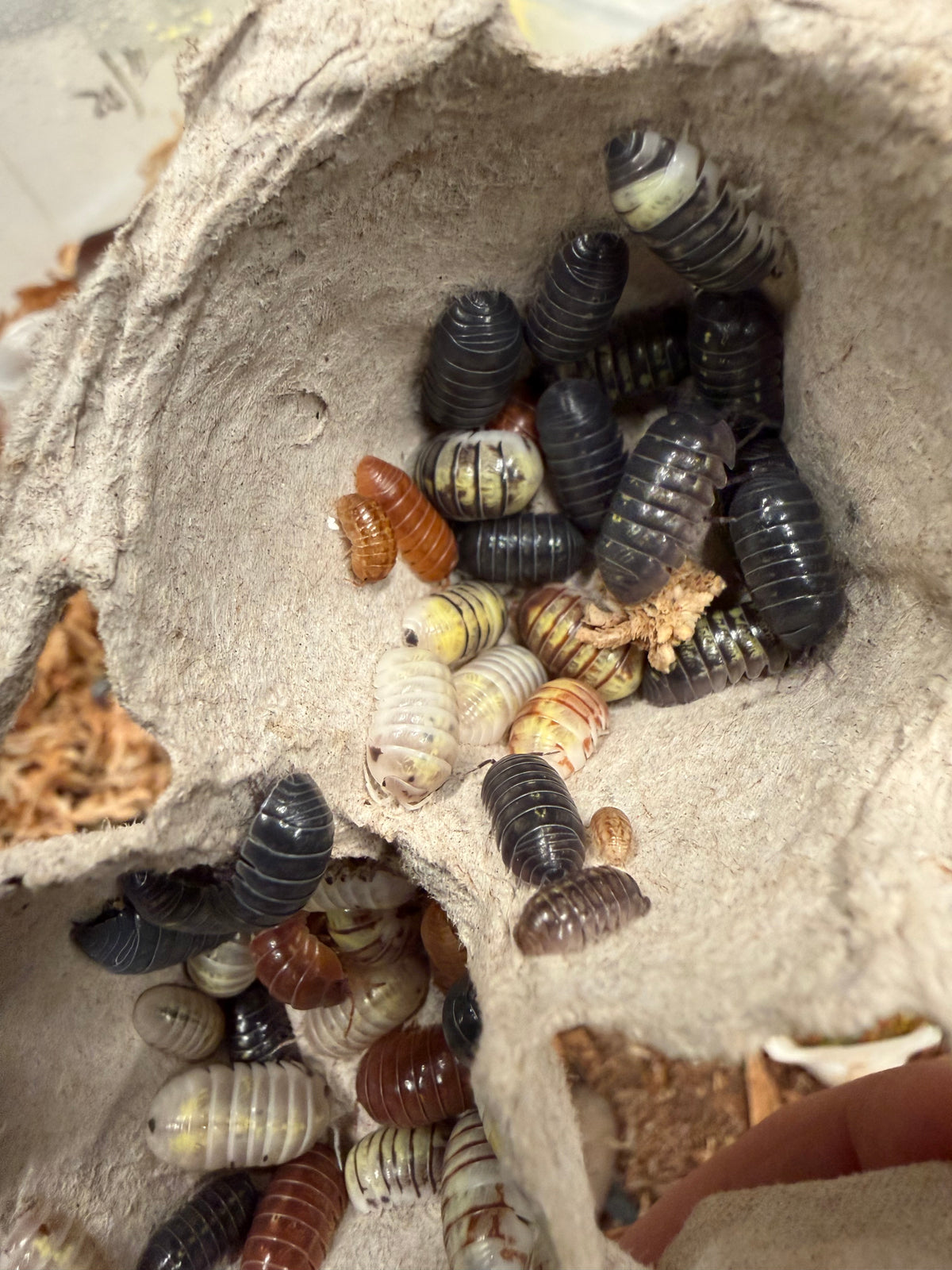 Armadillidium vulgare "gem mix" isopods