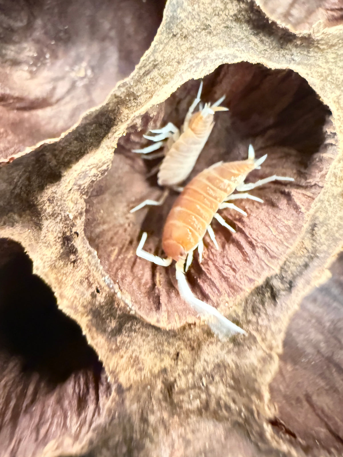 Porcellionides pruinosus “brick” isopods (12+ count)