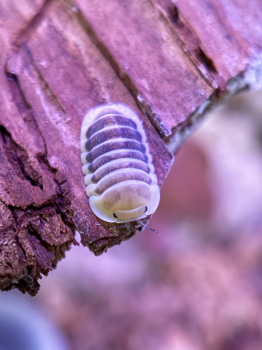 Cubaris sp. “Jupiter” isopods