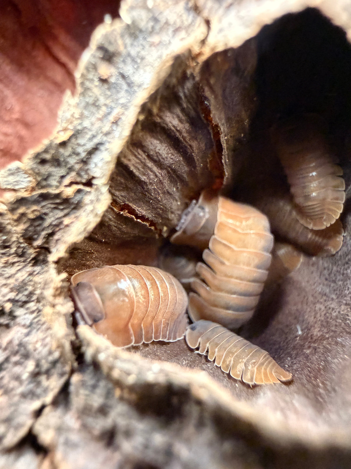 Caribodillo martinicensis isopods