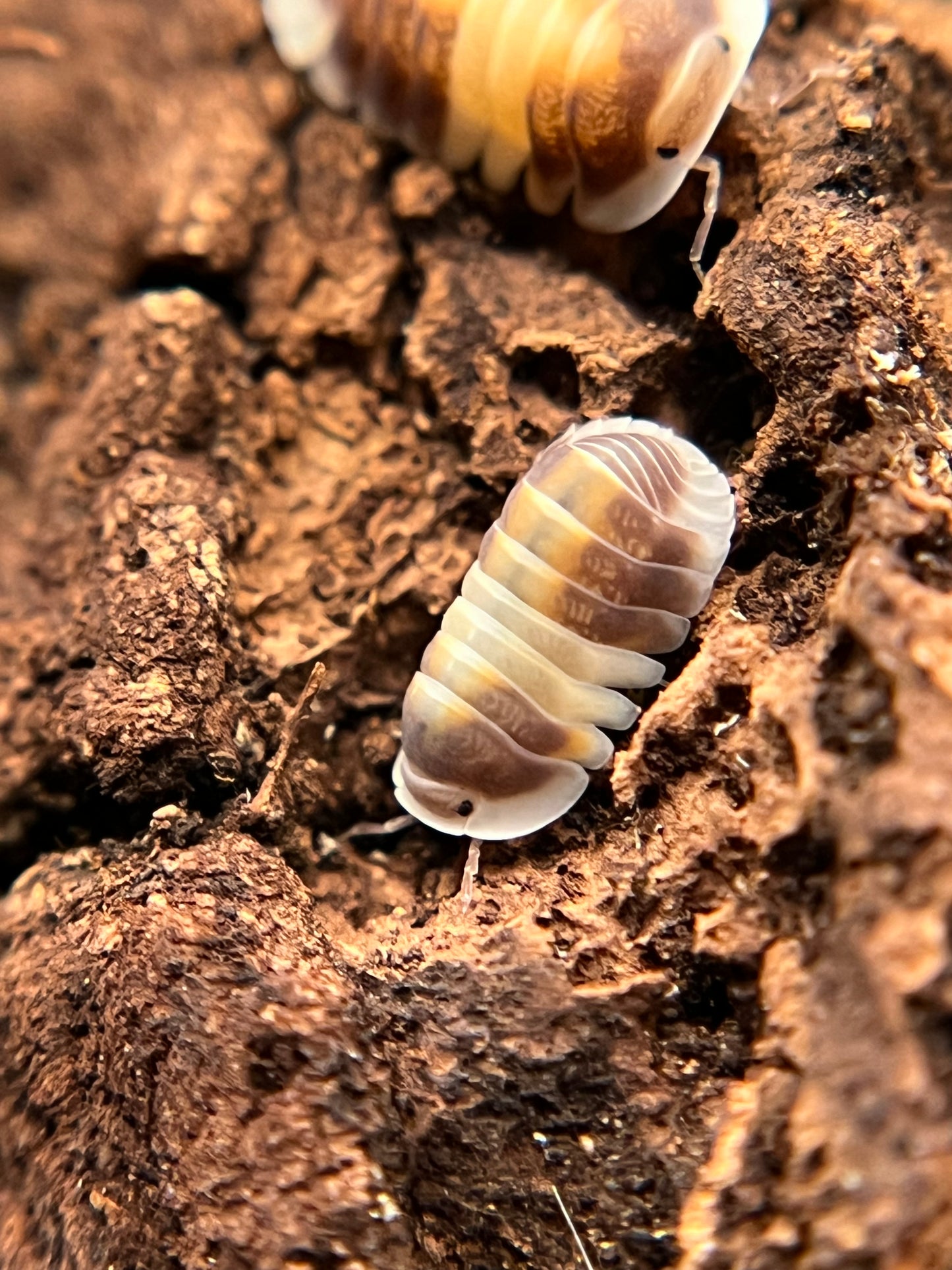 Cubaris sp. "cappuccino" isopods (10+ count)