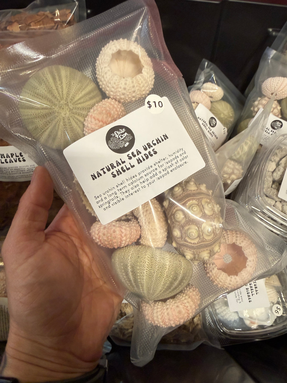 Natural Sea Urchin Hides
