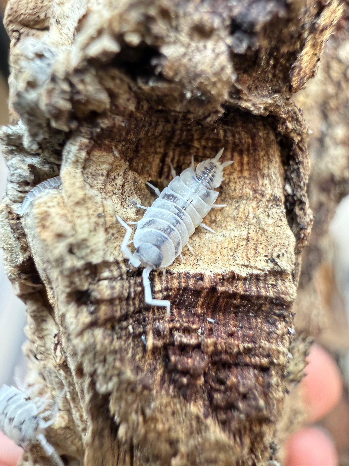 Porcellionides pruinosus “Melba Dalmatian” isopods (12+ count)