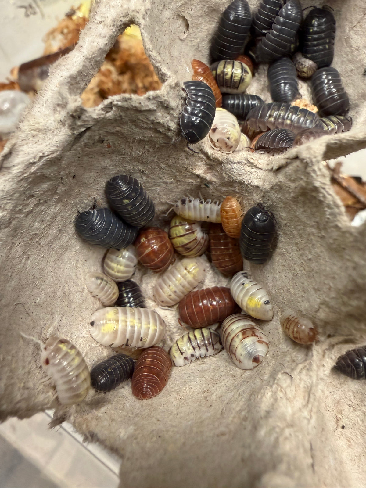 Armadillidium vulgare "gem mix" isopods