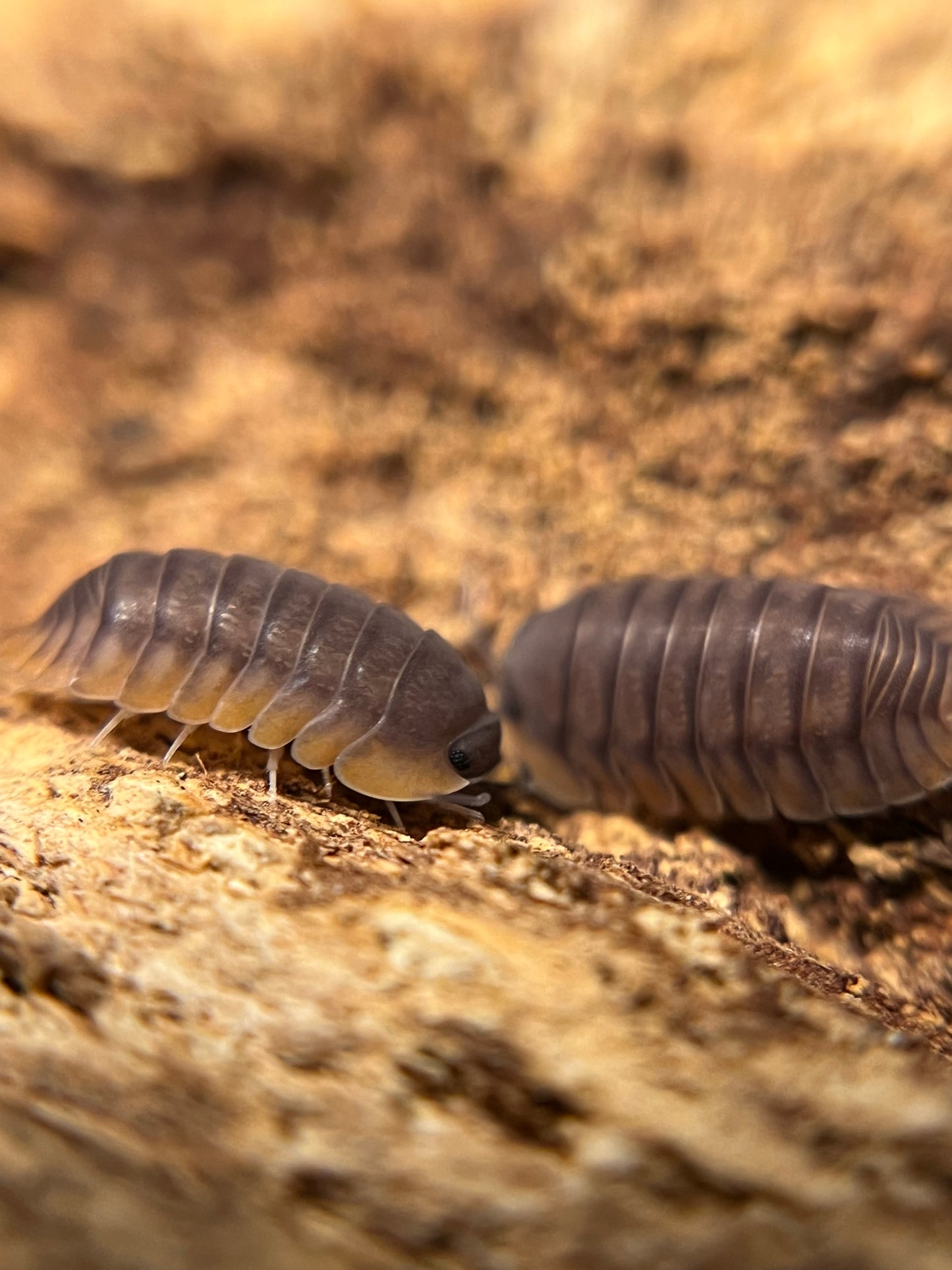 Cubaris. sp. "Red Edge" isopods AFTER SHOW DEAL