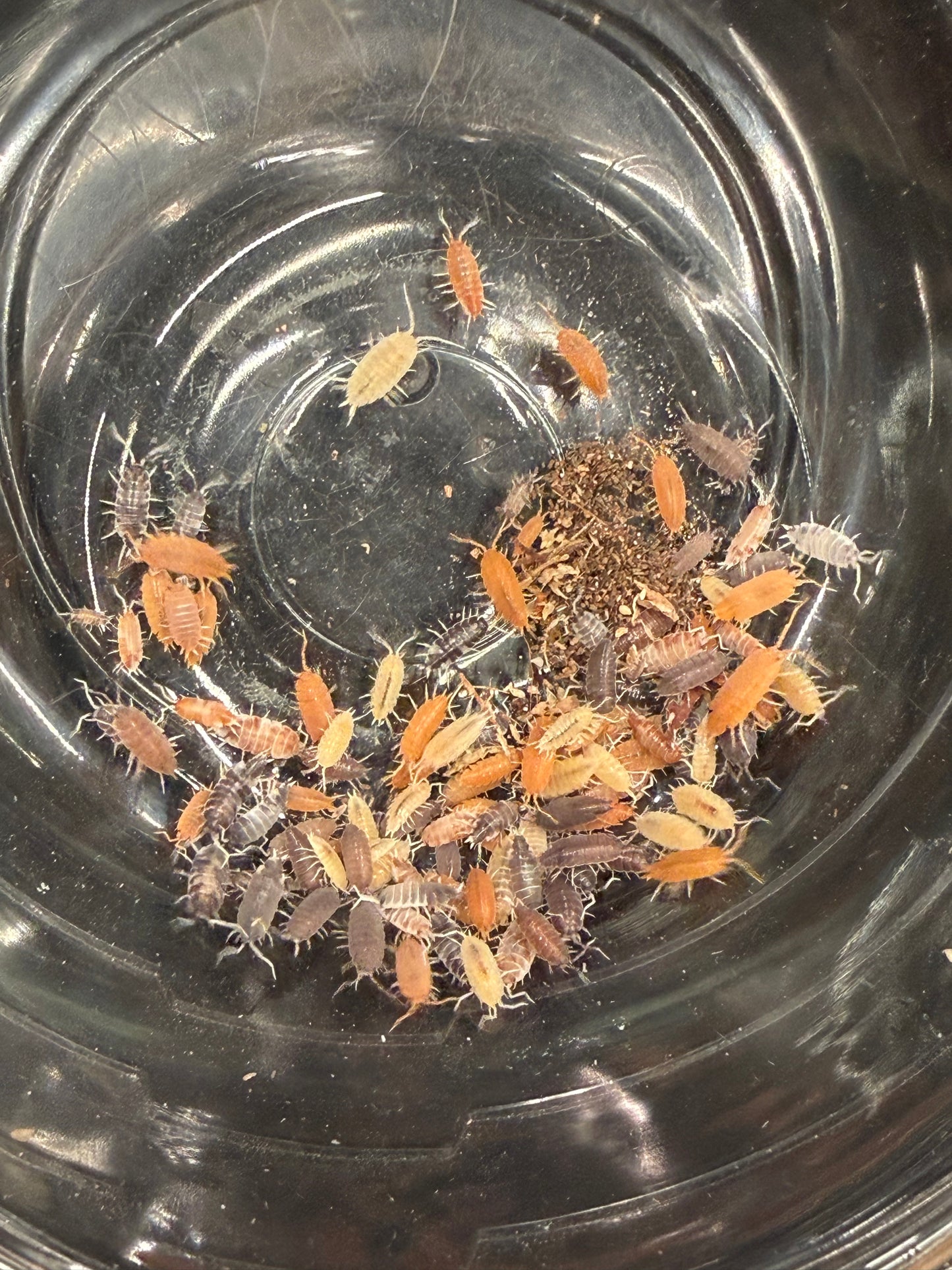 Porcellionides pruinosus “party mix” isopods