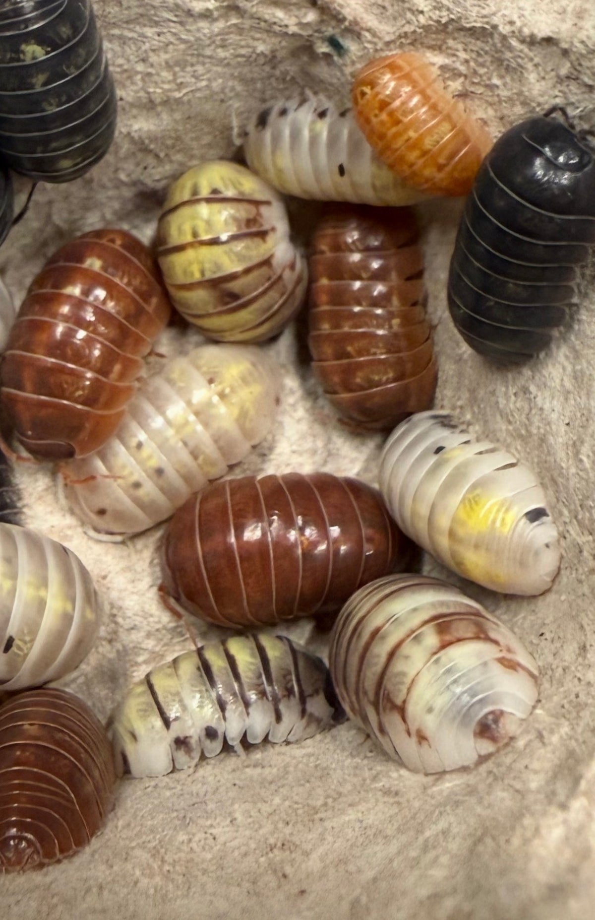 Armadillidium vulgare "gem mix" isopods