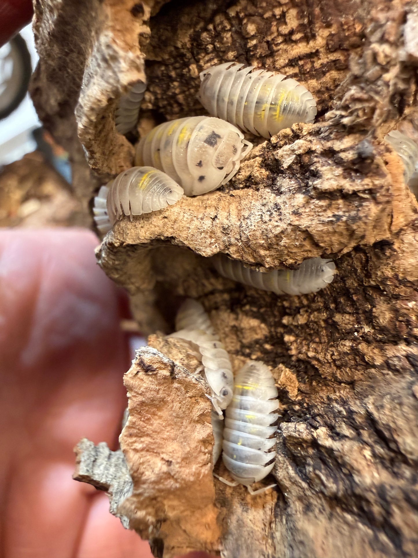 Armadillidium granulatum “magic potion” isopods (12+ count)