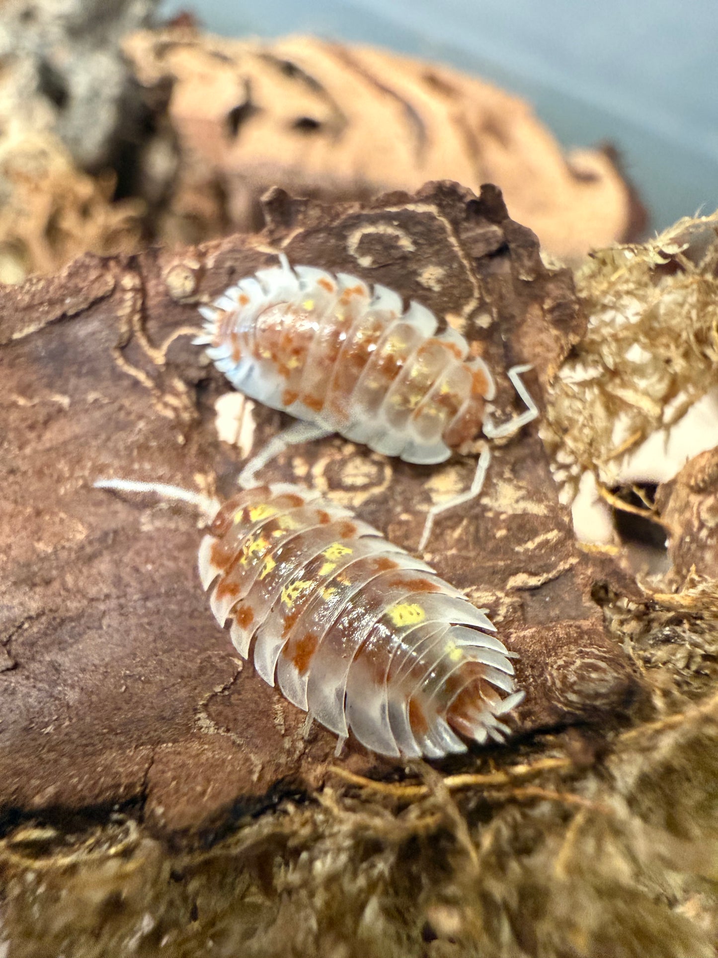 Oniscus asellus "orange Mardi Gras" isopods (10+ count)