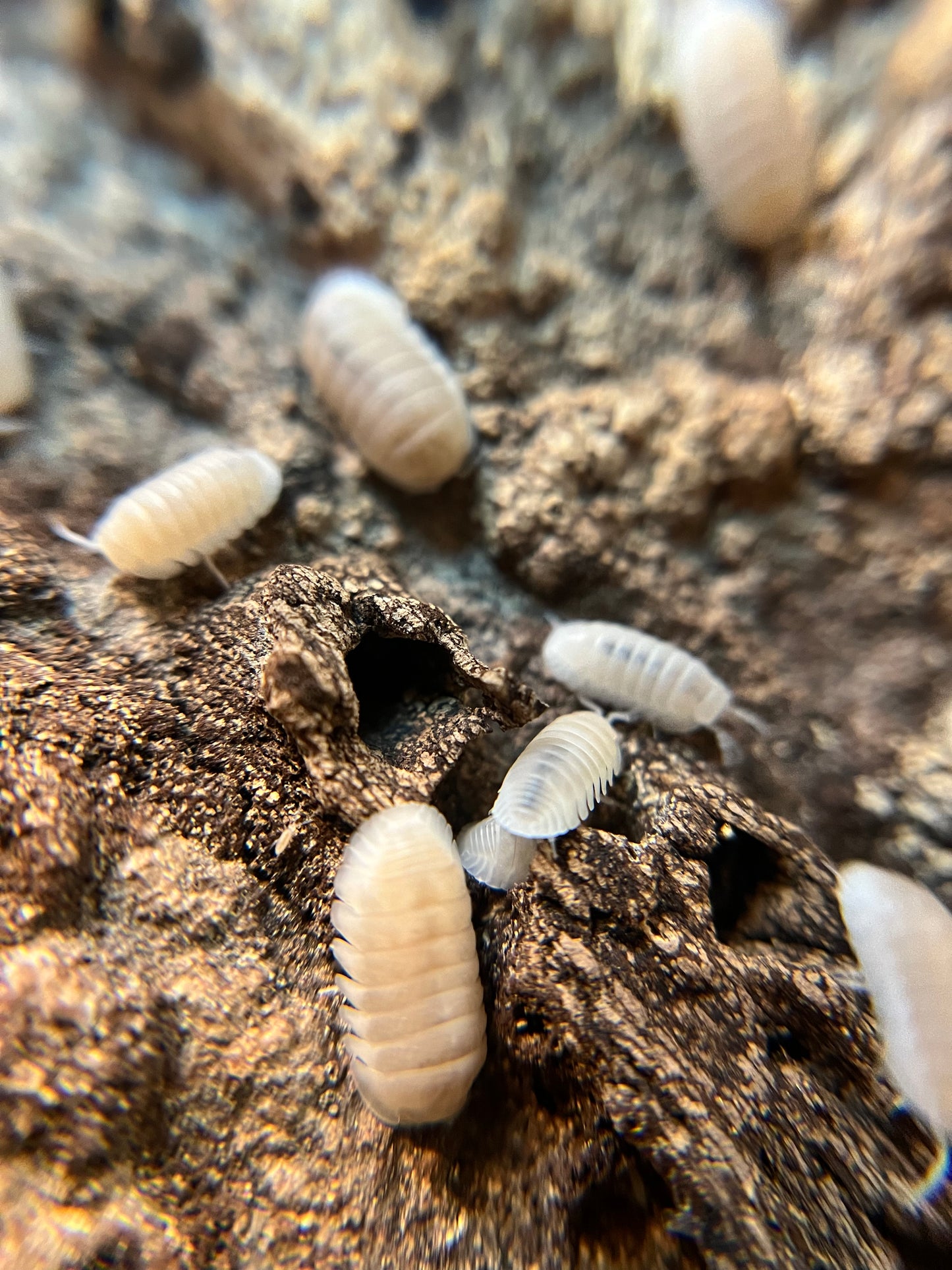 Cubaris murina “glacier” isopods (12+ count)