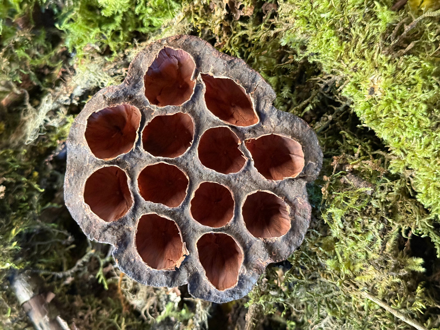 Lotus Seed Pods