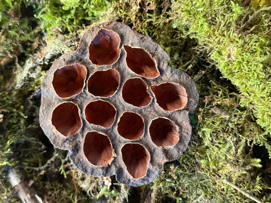 Lotus Seed Pods