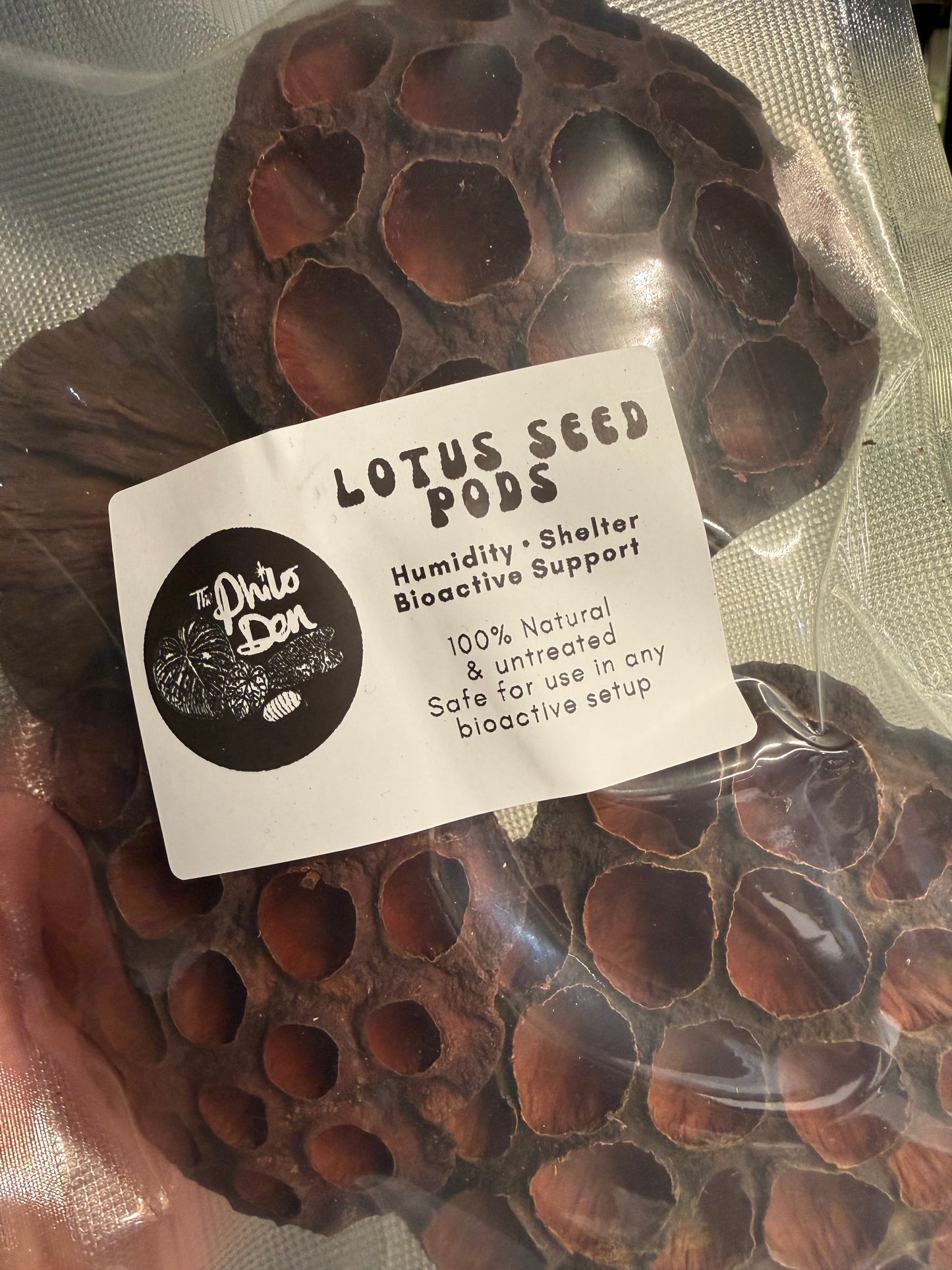 Lotus Seed Pods