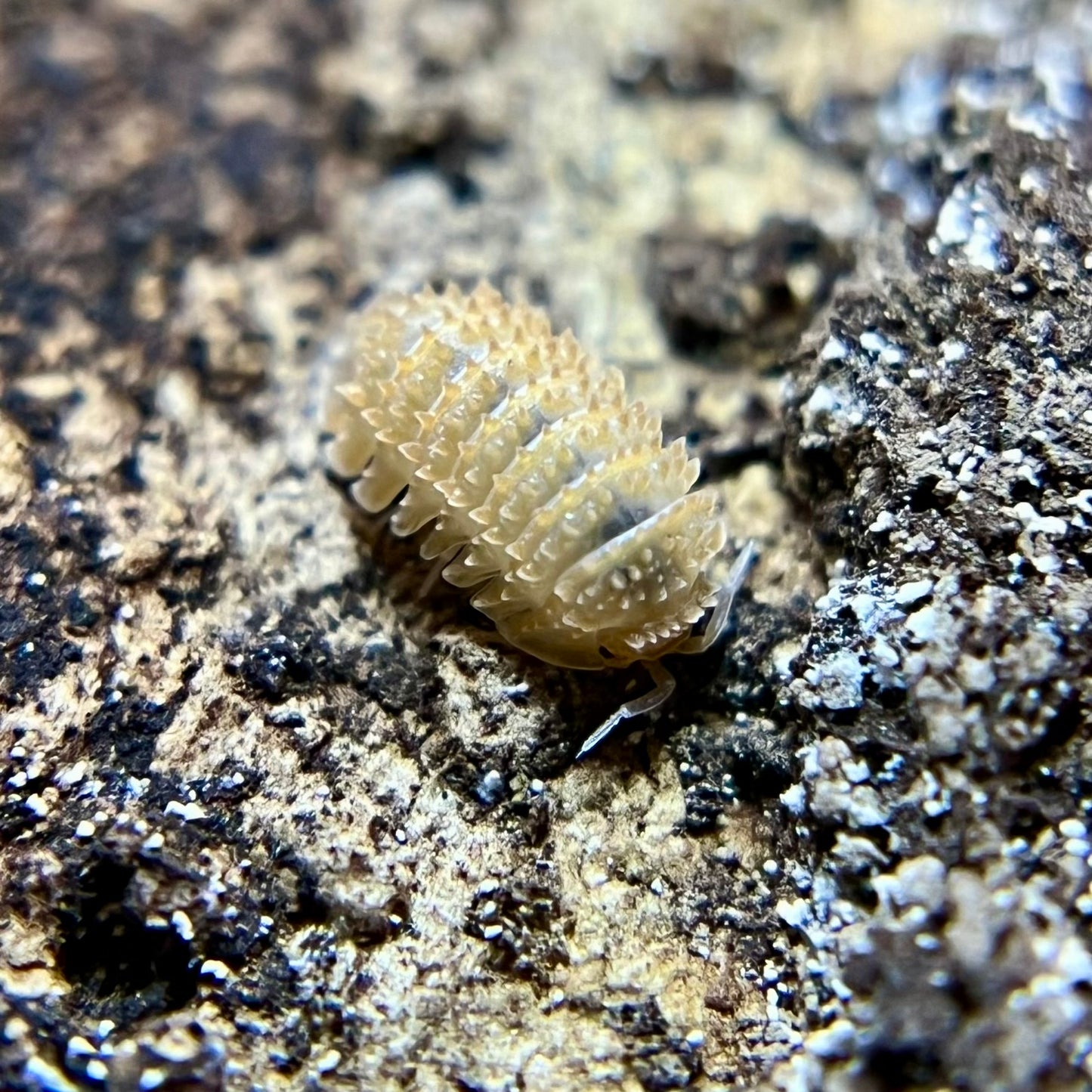 Cristarmadillidium muricatum “pineapple spiky” isopods (10+ count)