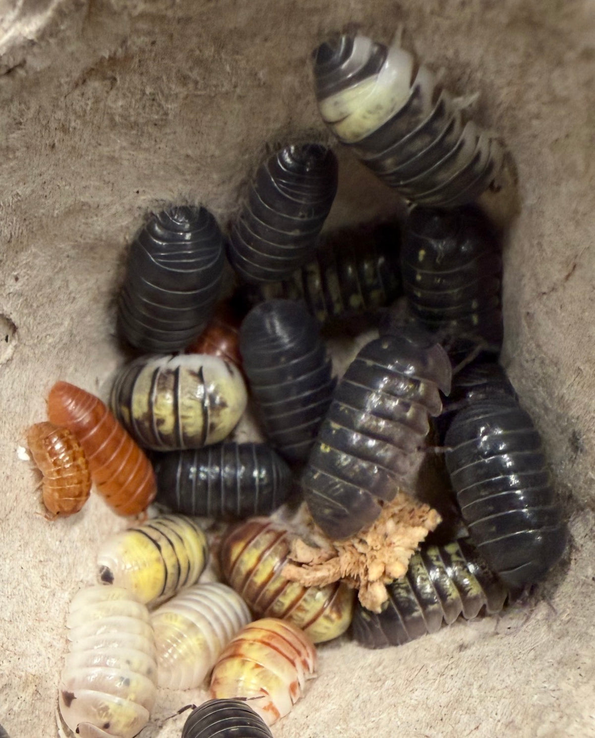 Armadillidium vulgare "gem mix" isopods