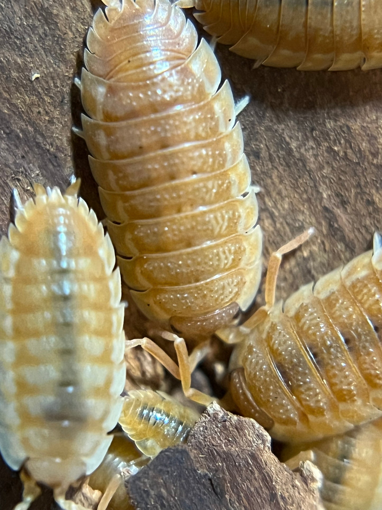 Porcellio scaber "orange ember" isopods AFTER SHOW SALE