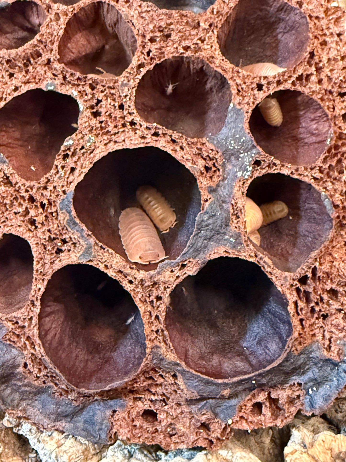 Cubaris murina “mamey” (10+ count)