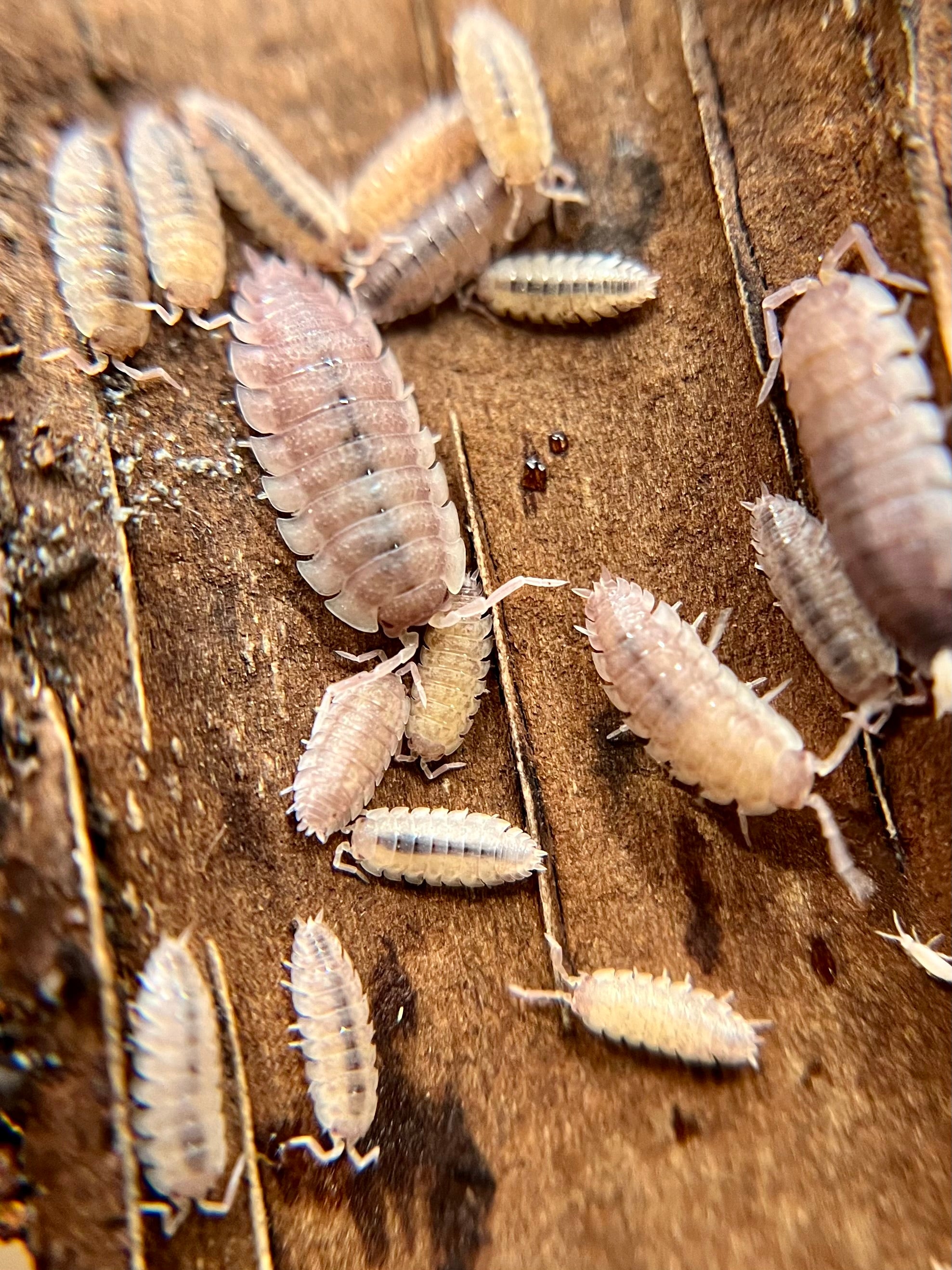 Porcellio scaber