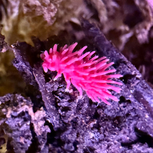 Rambutanura sp. “Red Spiky” Springtails (Thailand)