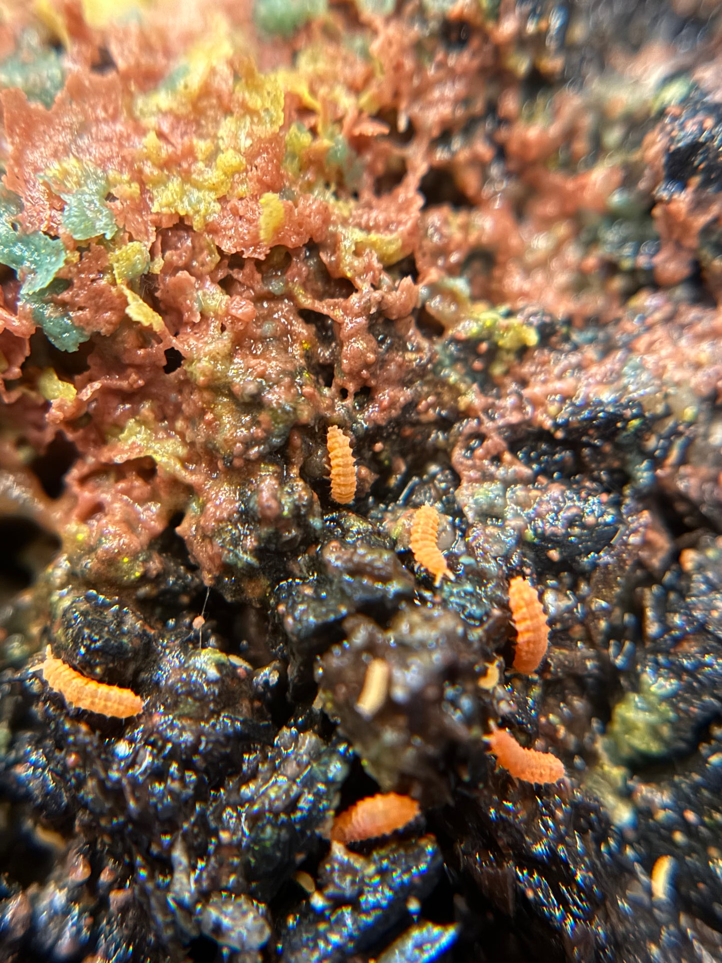 Neanura growae "Florida orange" springtails AFTER SHOW DEAL