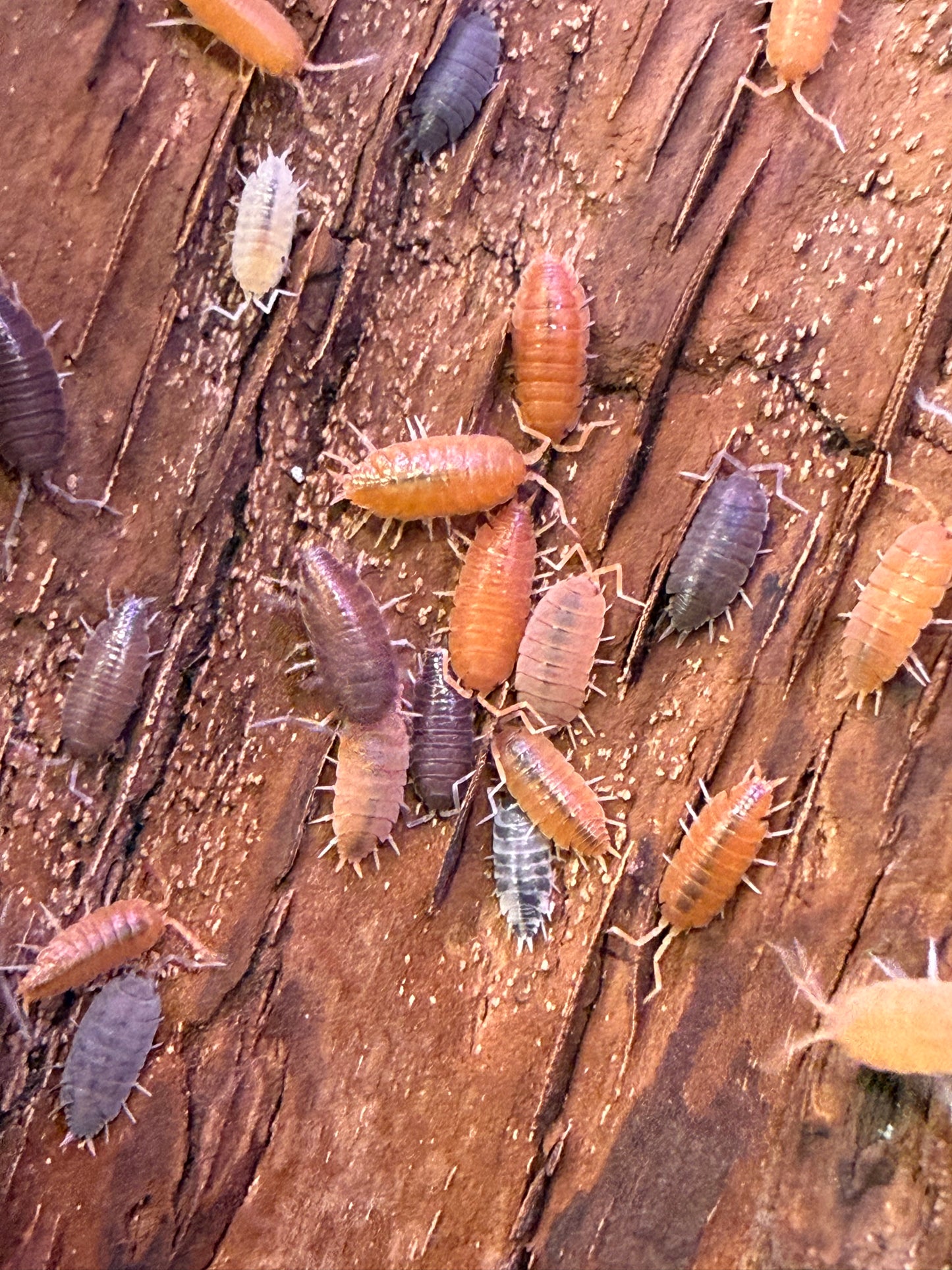 Porcellionides pruinosus “party mix” isopods