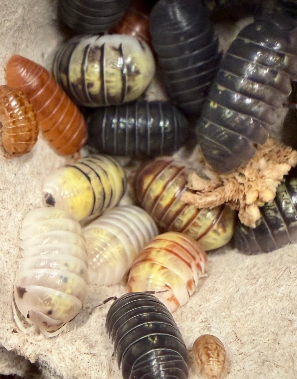 Armadillidium vulgare "gem mix" isopods