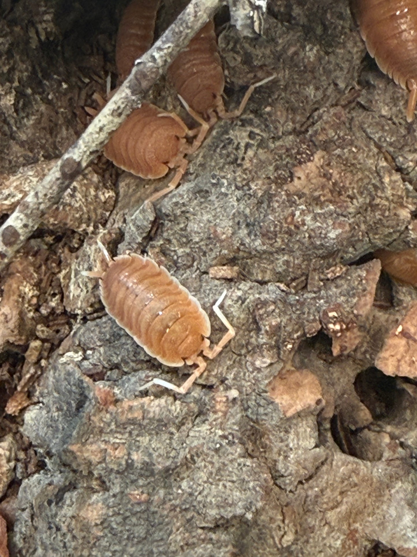 Porcellio magnificus isopods (8+ count)