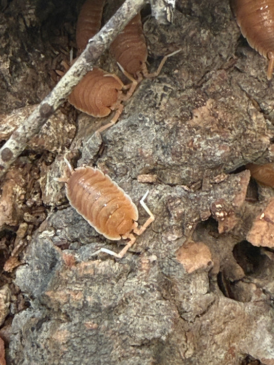 Porcellio magnificus isopods (8+ count)