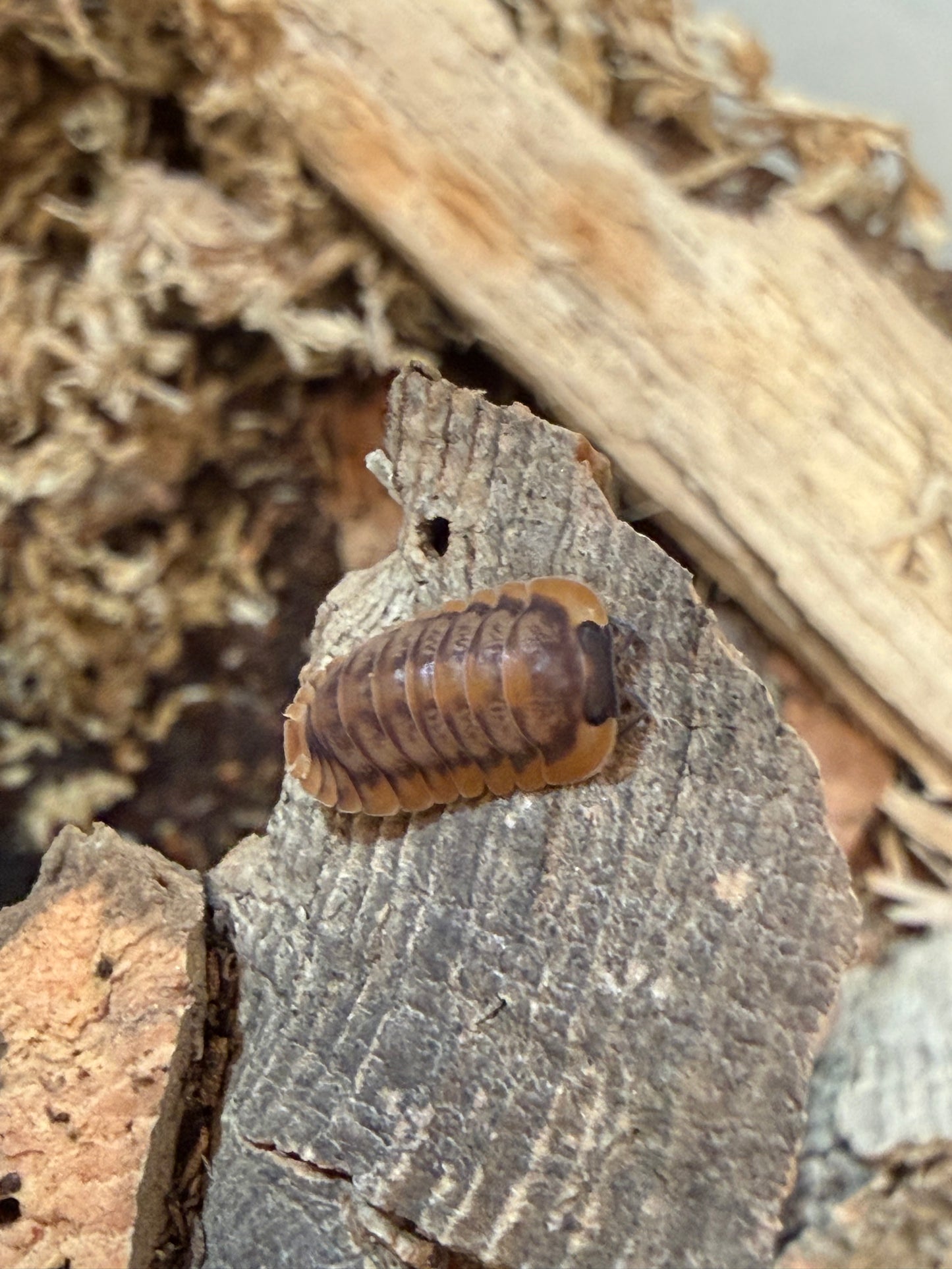 Cubaris. sp. "Red Tiger" isopods (10+ count)