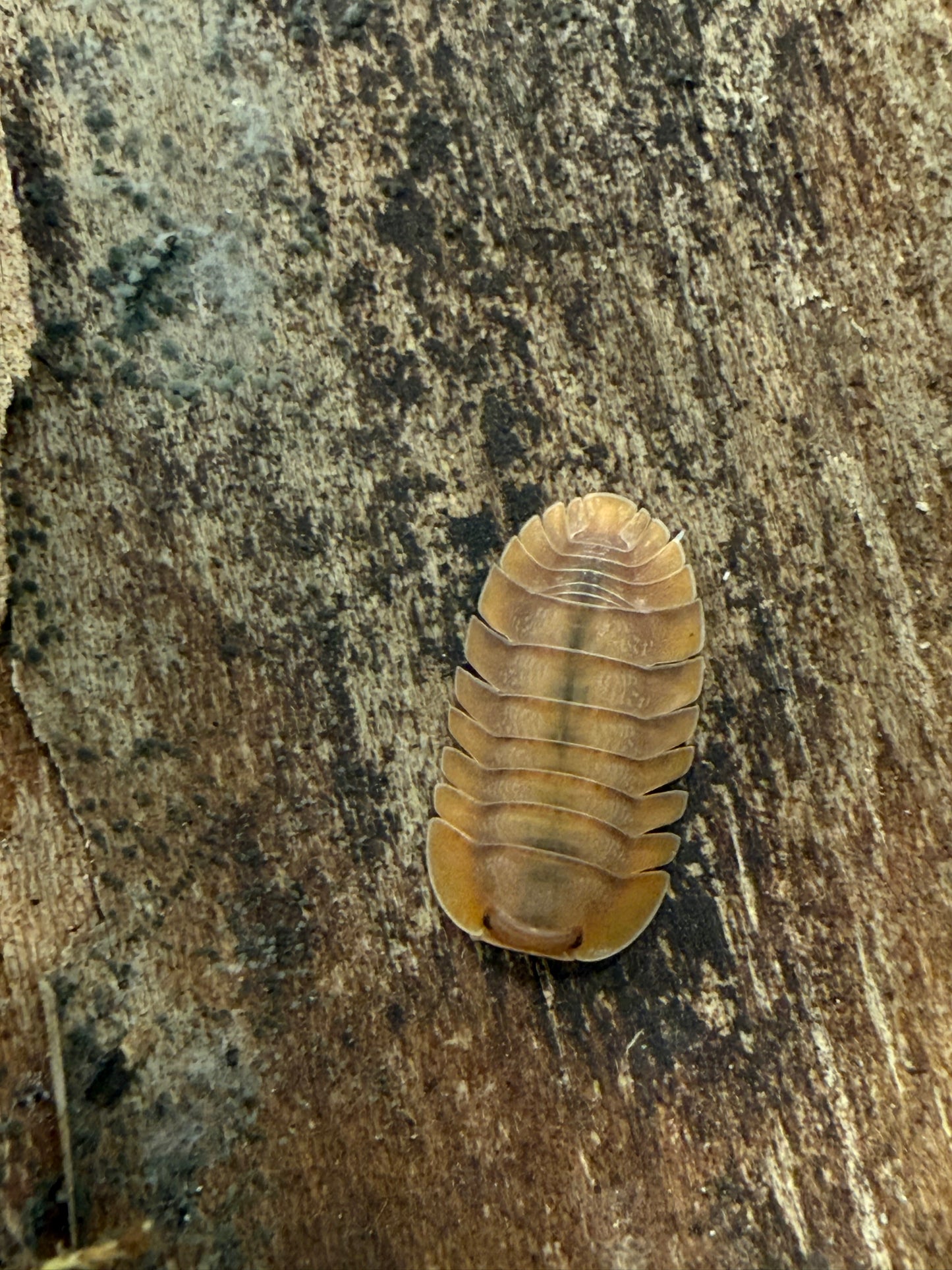 Troglodillo sp. “sunset” isopods AFTER SHOW DEAL