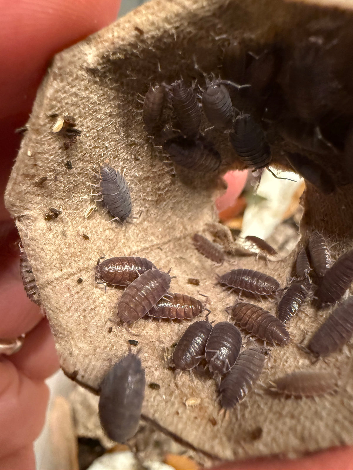 Porcellionides floria “Flowery Blue” isopods (12+ count)