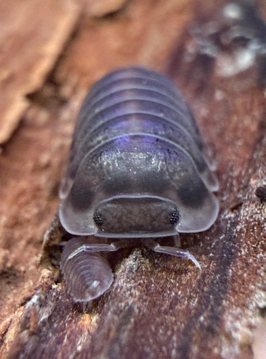 Cubaris sp. "Happy Nun" isopods (10+ count)