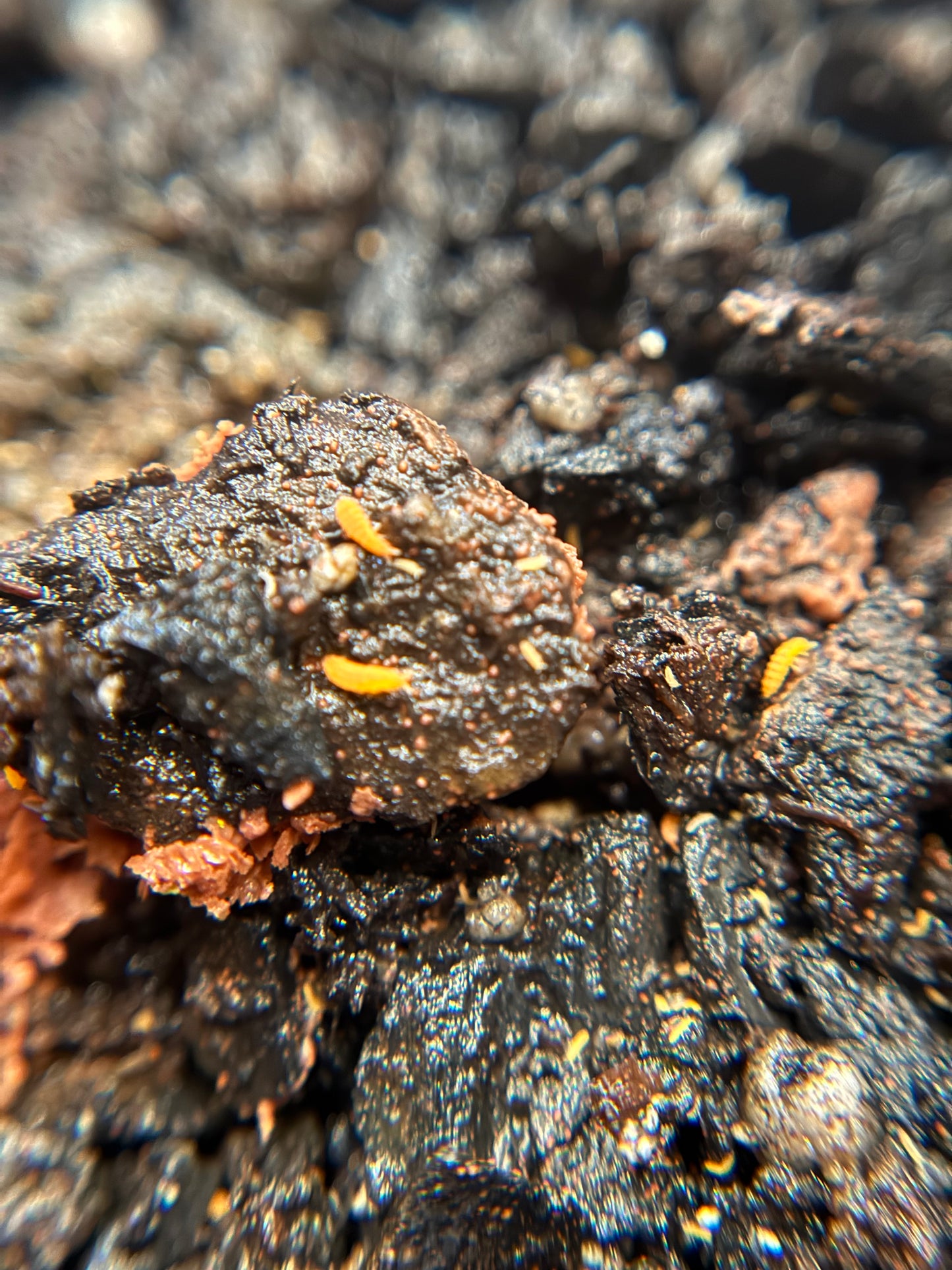 Yuukianura Aphoruroides "Orange springtails"