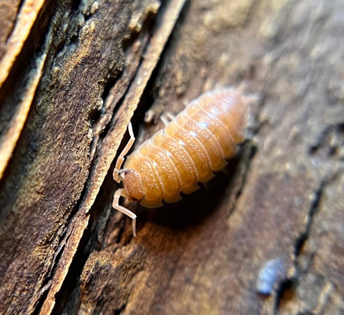 Armadillidium vulgare "gem mix" isopods