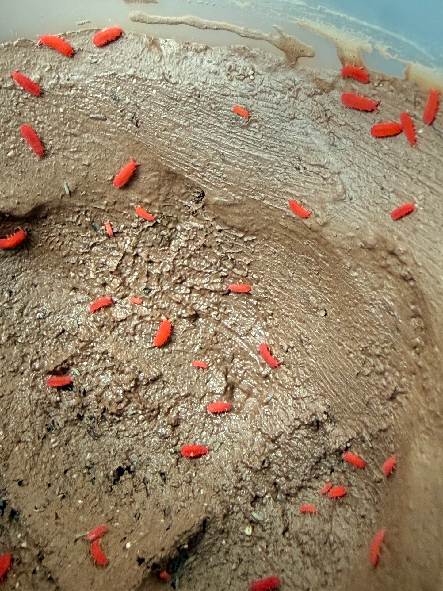 Lobella sp. "Thai red" springtails