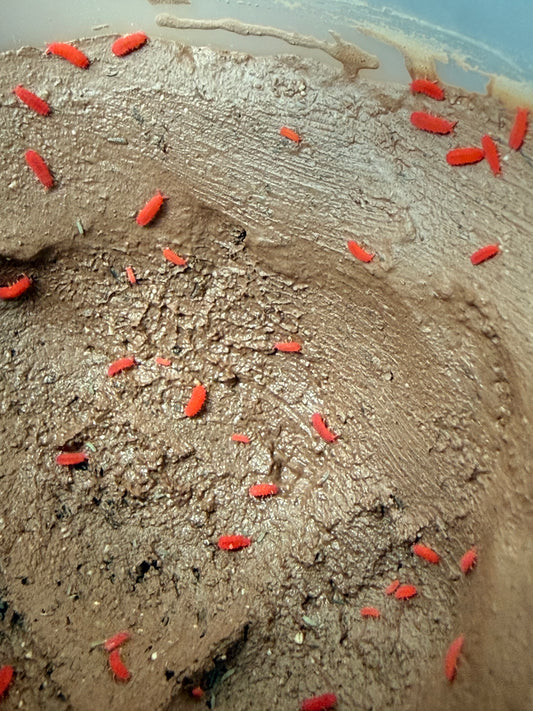 Lobella sp. "Thai red" springtails