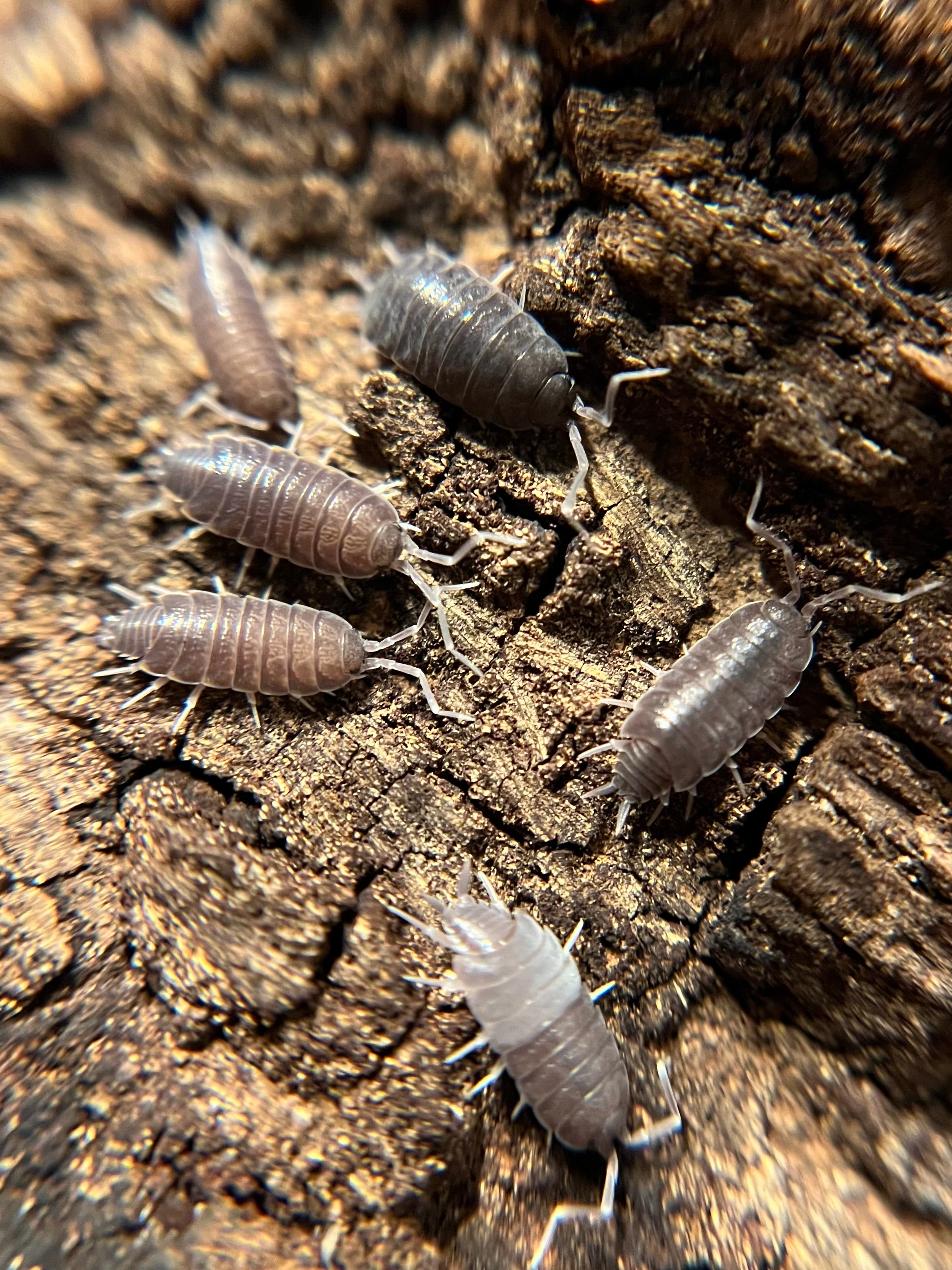 Porcellionides pruinosus “powder blue” isopods (12+ count) – The Philo Den