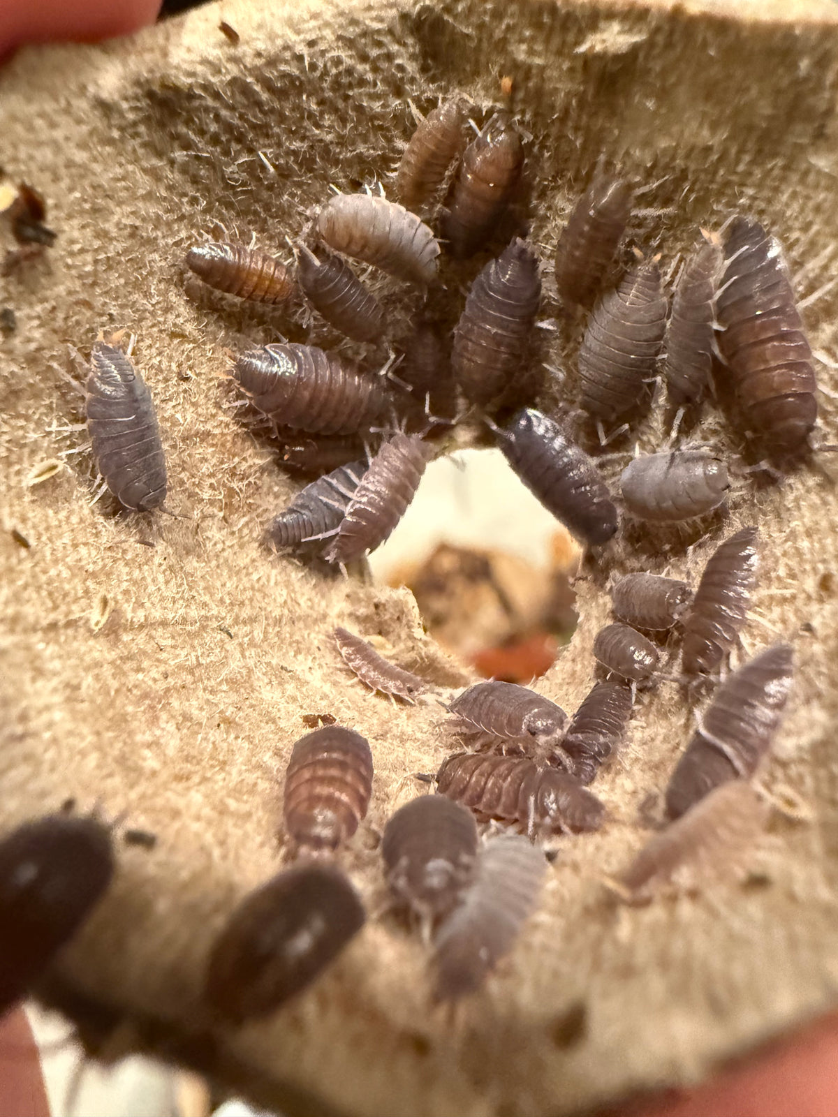 Porcellionides floria “Flowery Blue” isopods (12+ count)