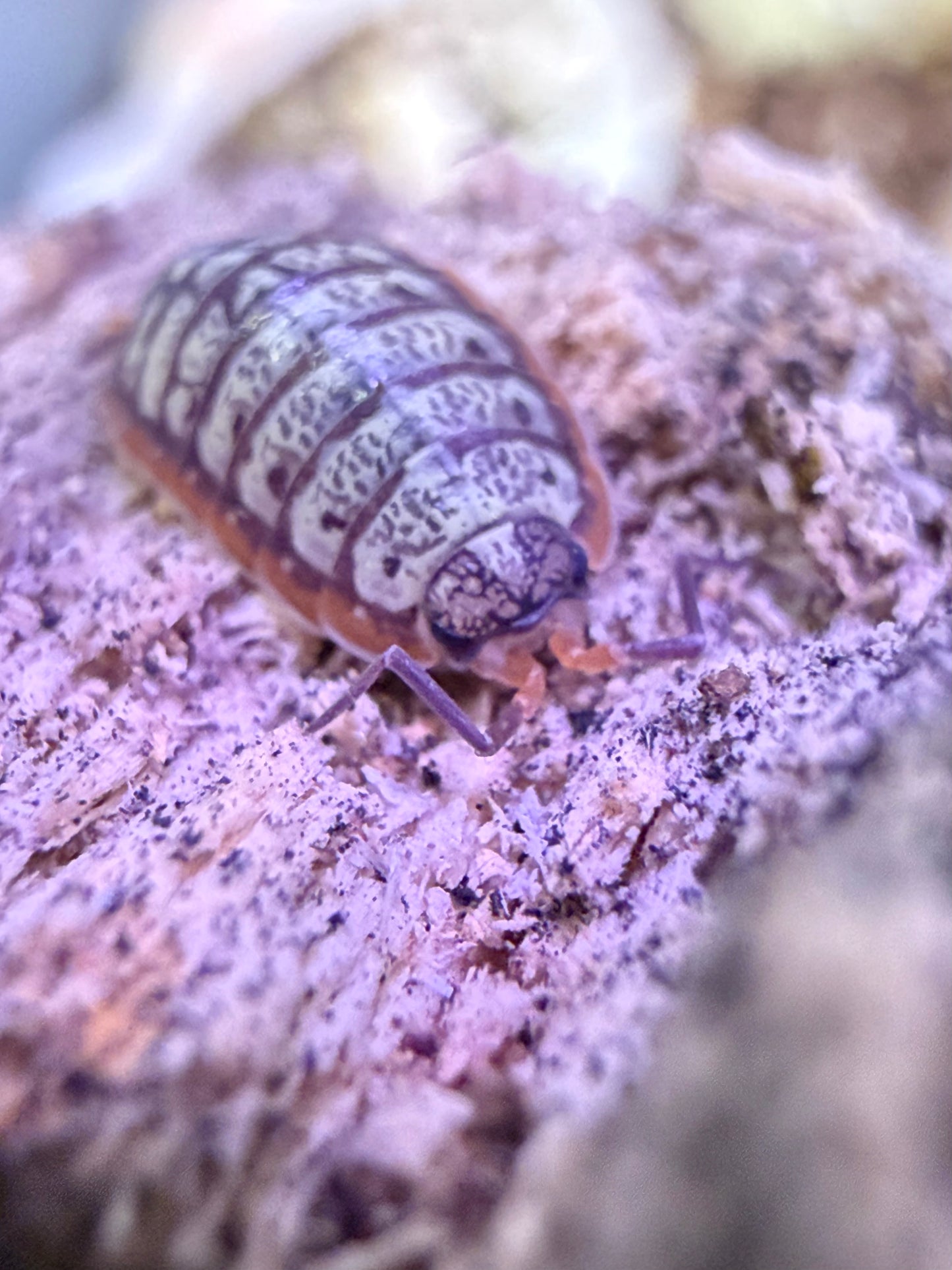 Porcellionides virgatus “Big Pine Key” AFTER SHOW DEAL